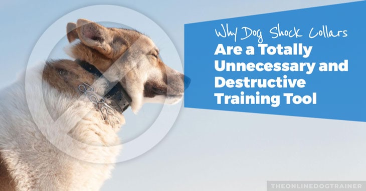 Why-Dog-Shock-Collars-Are-a-Totally-Unnecessary-and-Destructive-Training-Tool-HEADLINE-IMAGE