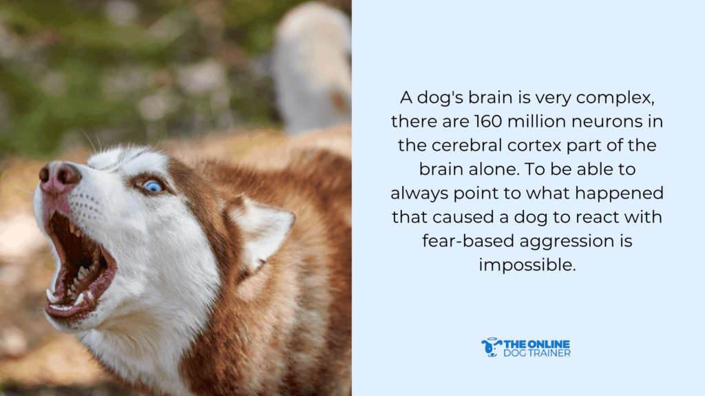 anxious dogs are reactive dogs