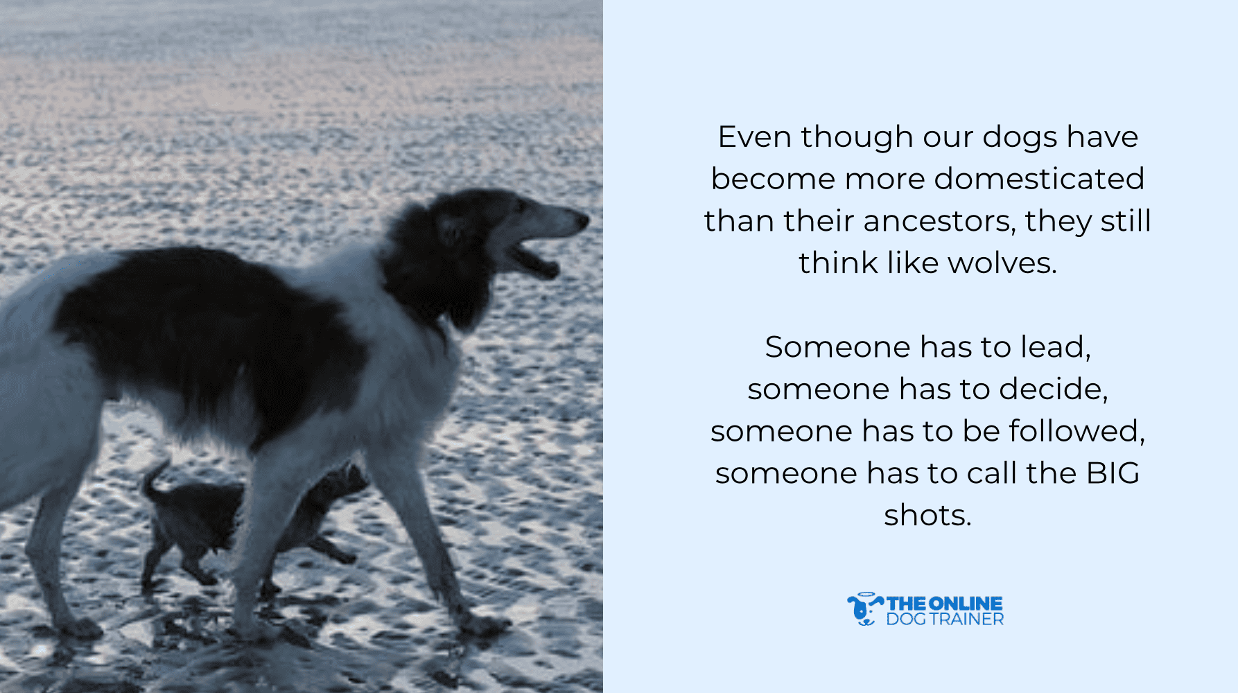 how to train a barking dog