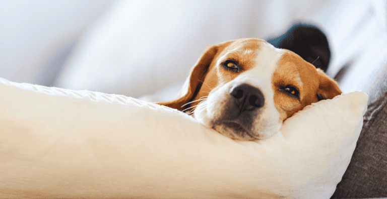 Safe Space for Dogs: How to Make the Best One for Dogs cover