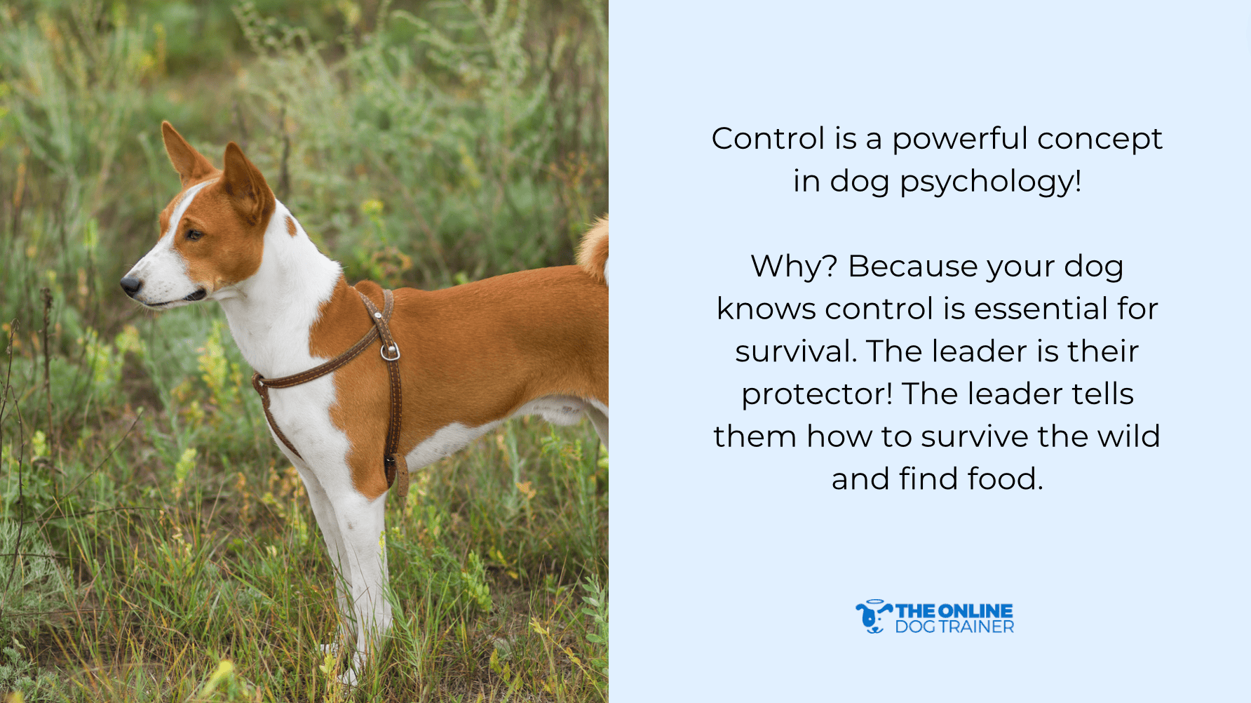how to control dog during the walk