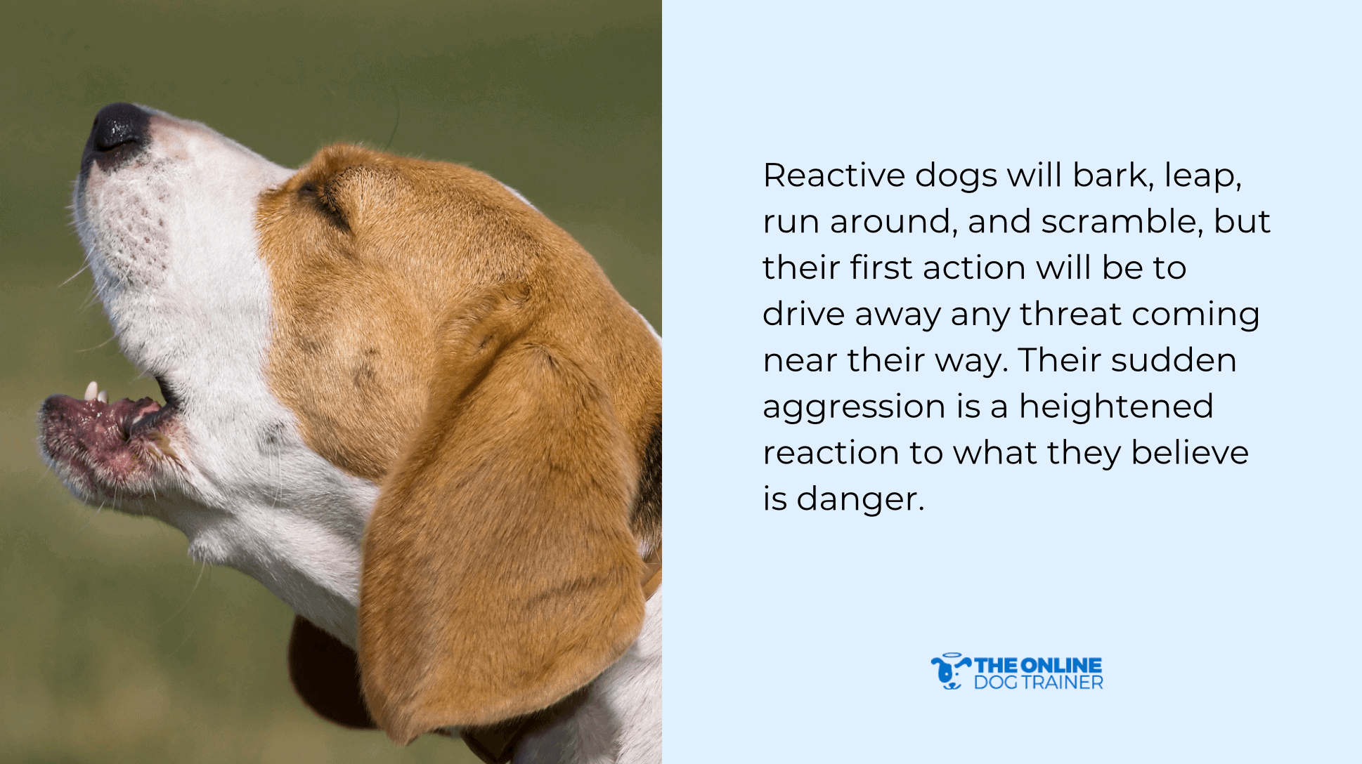 reactivity vs aggression