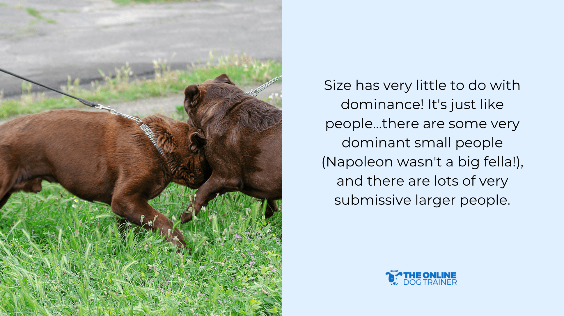 warning signs dog is aggressive