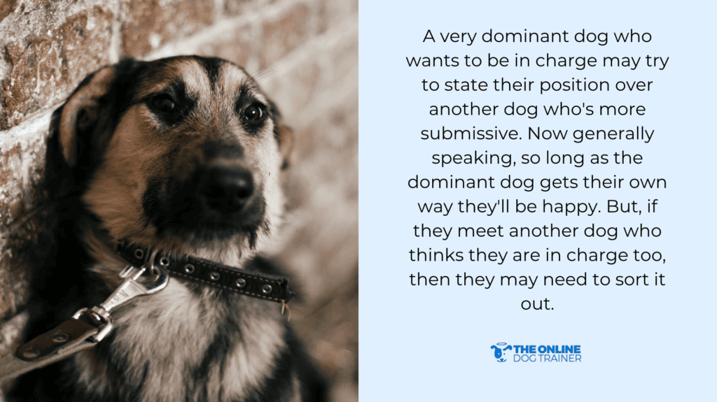 dog's emotions aggression