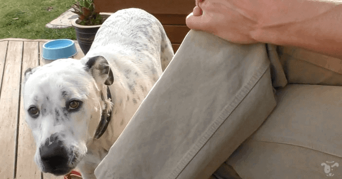 Buck with fear aggression facing Doggy Dan