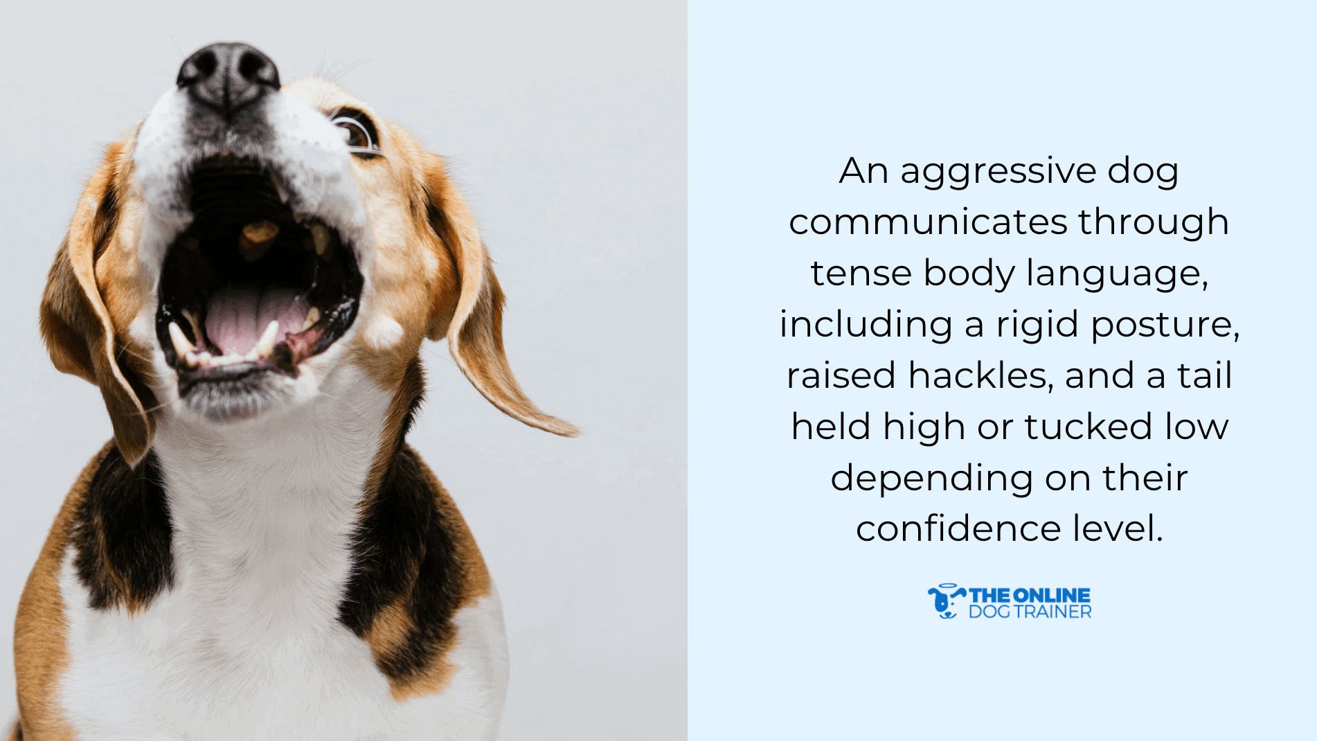 chew toys for aggressive dog barking