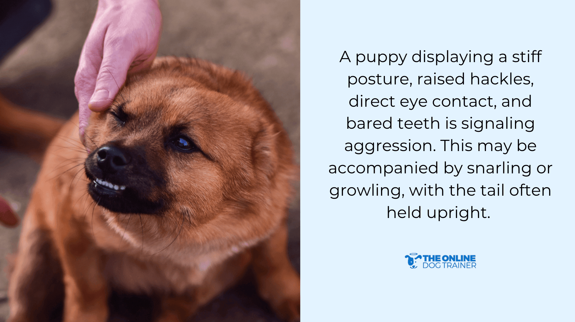 common reasons aggressive barking in dogs