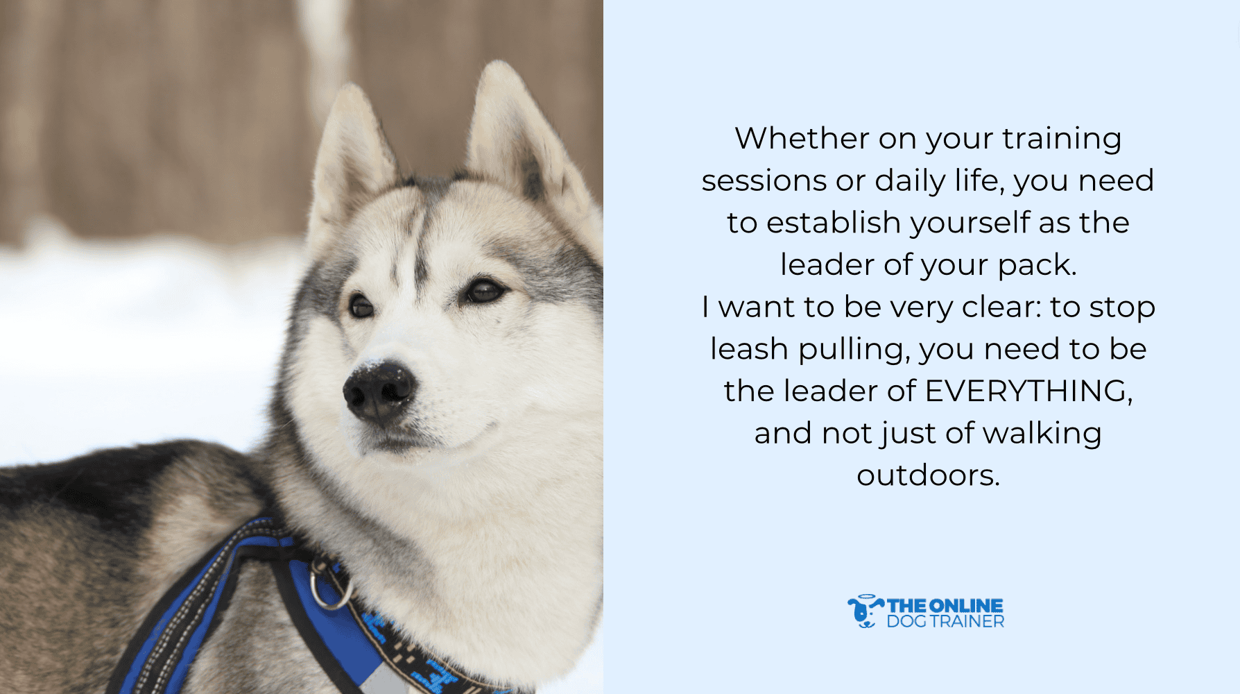 how to stop a dog from pulling the leash