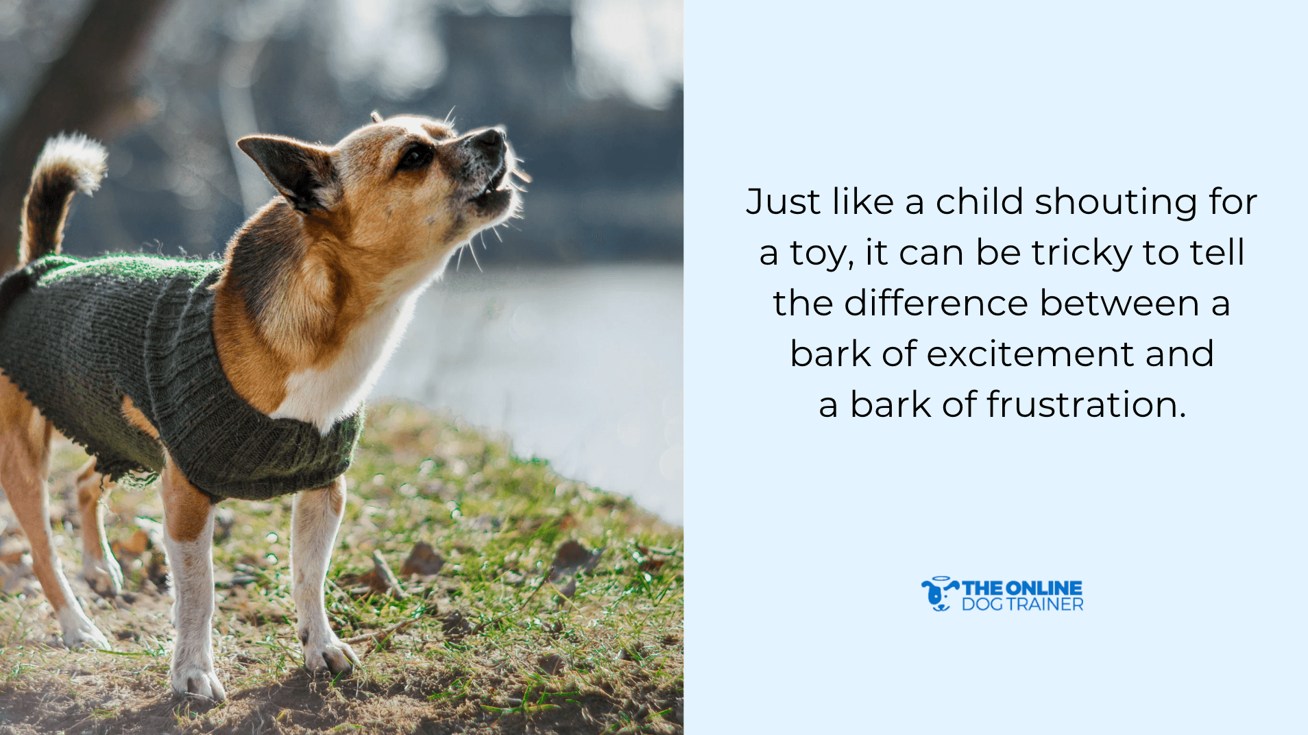 dogs are social animals