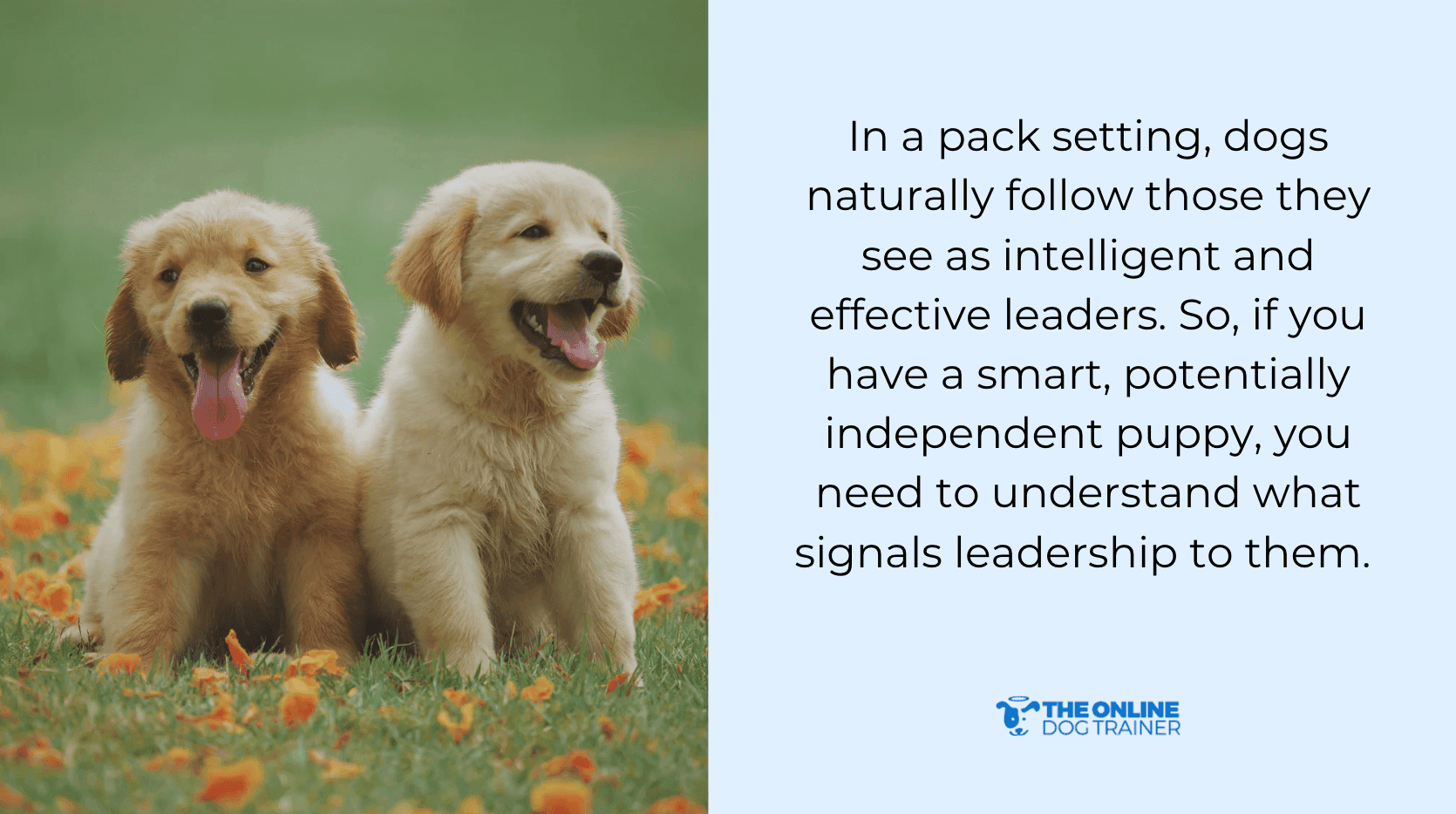 Why Training Stubborn Dogs and Puppies Takes Longer