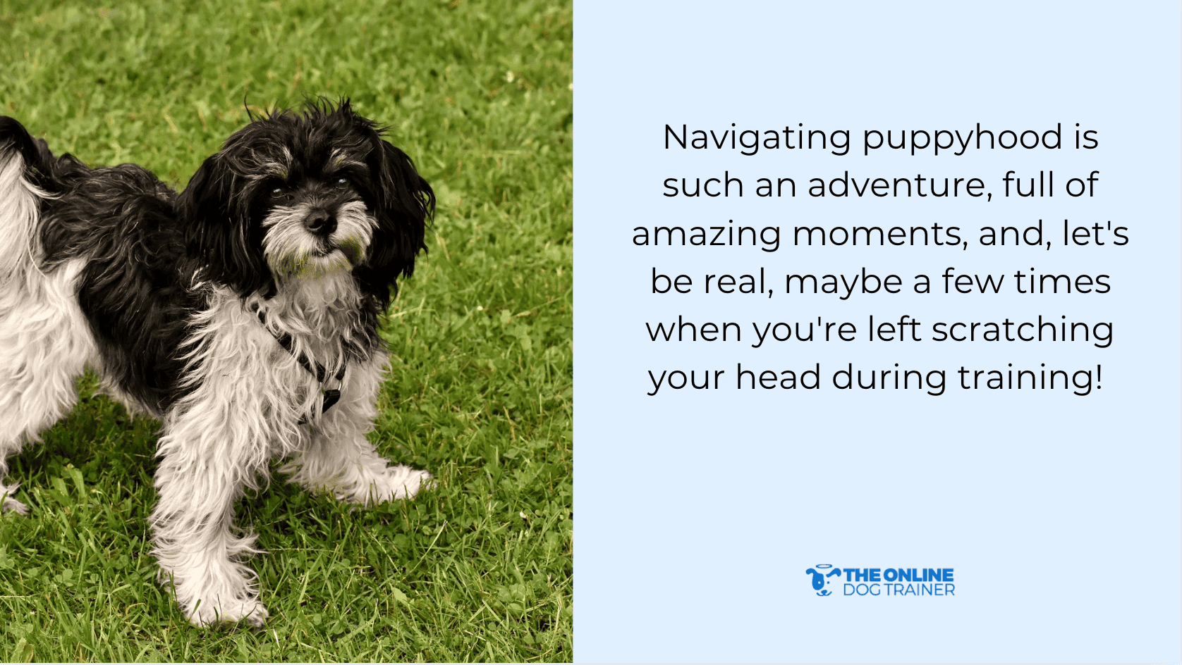 dog's stubbornness in training