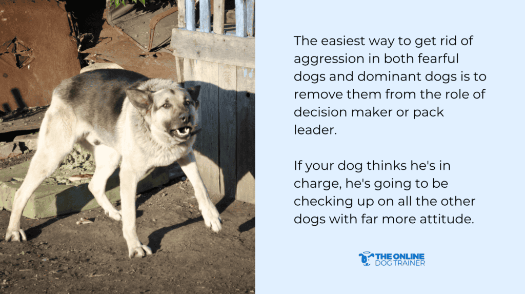 dog aggression