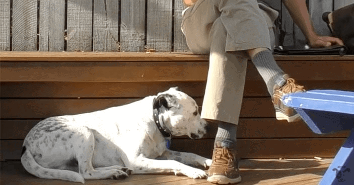 fear aggression training in dogs