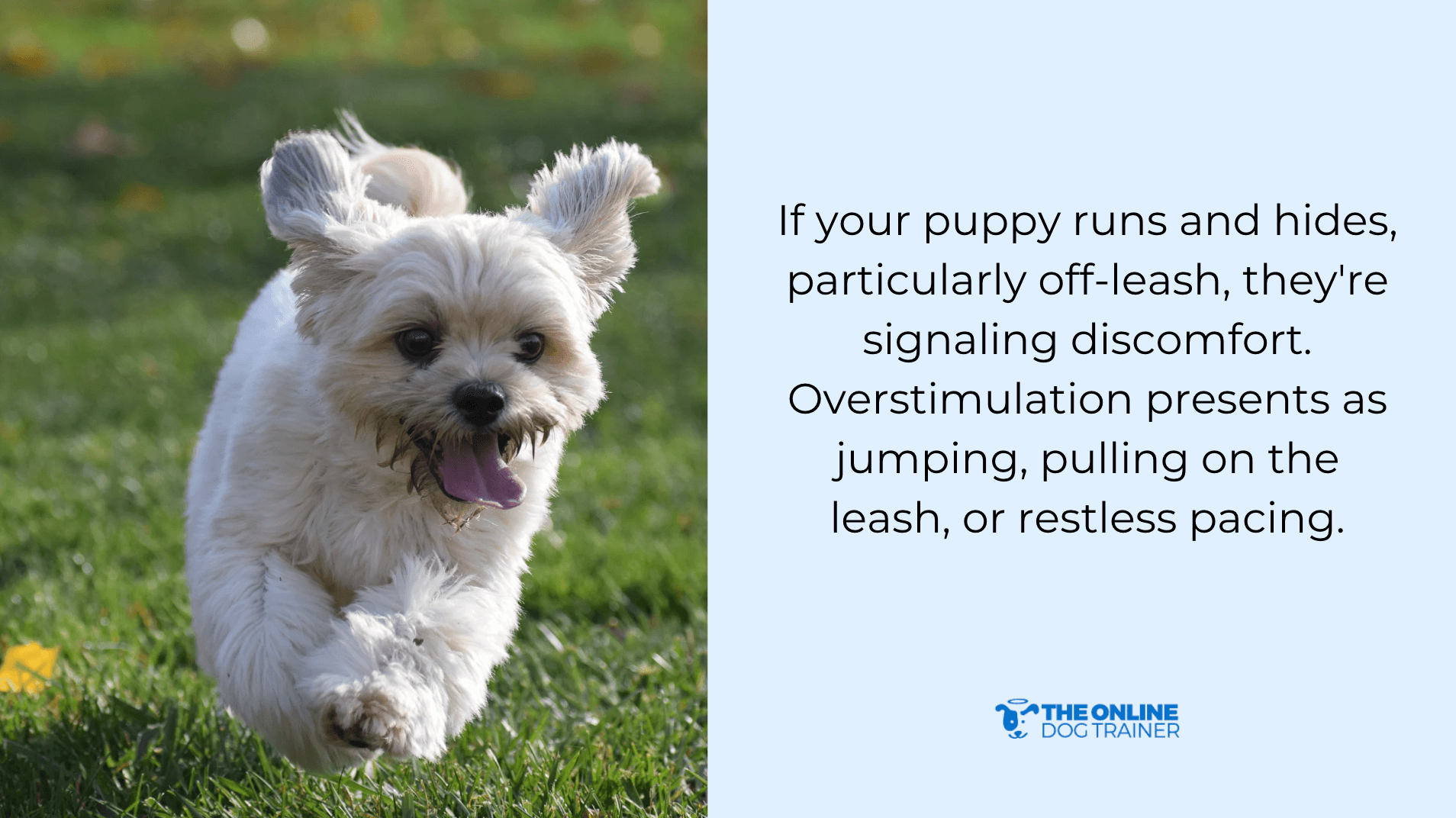 helpful tips to calm a puppy down