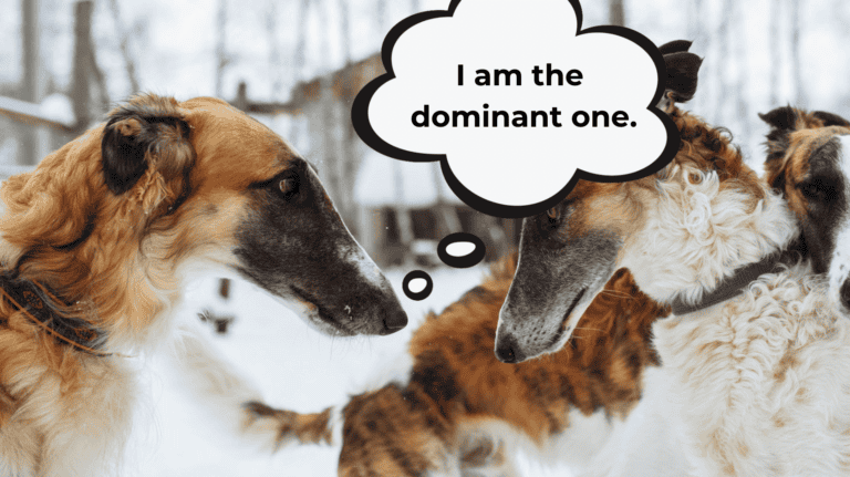 how do dogs assert dominance