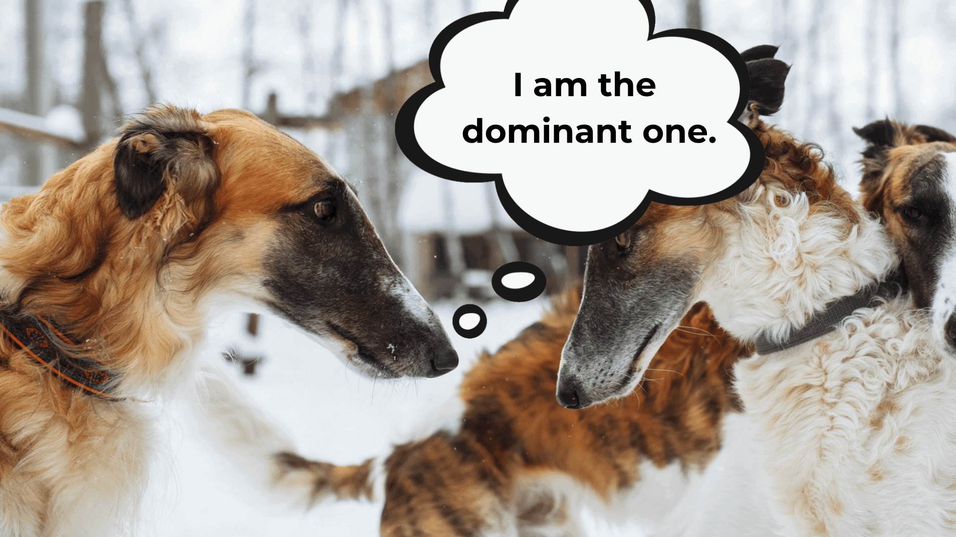 how do dogs assert dominance