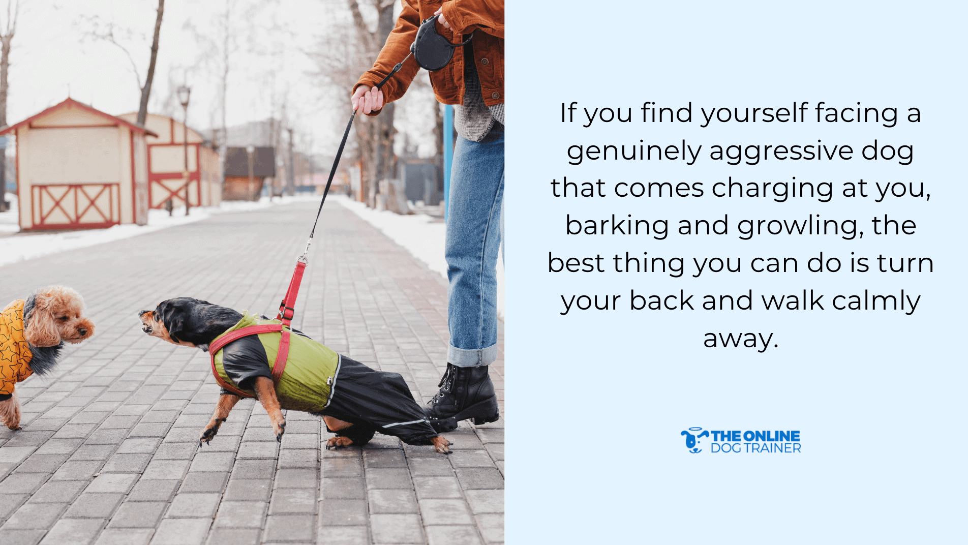 how to deal with an aggressive dog during a walk