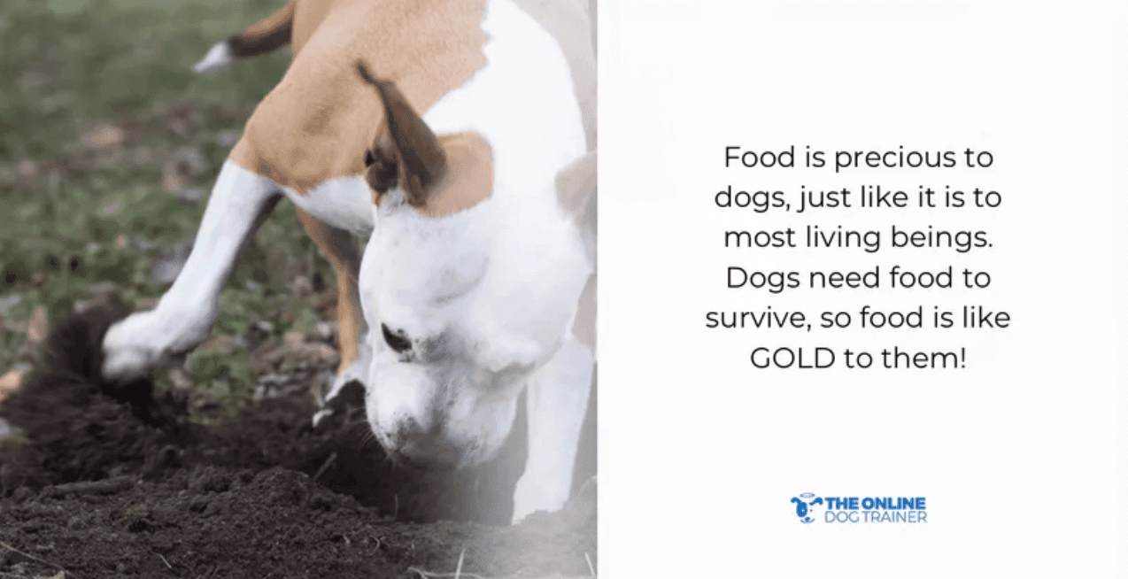 how to know what your dog is thinking