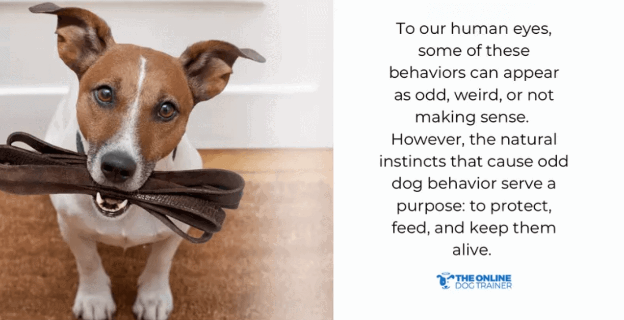 how to understand dog behavior