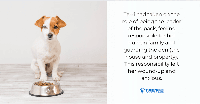 doggy dan five golden rules