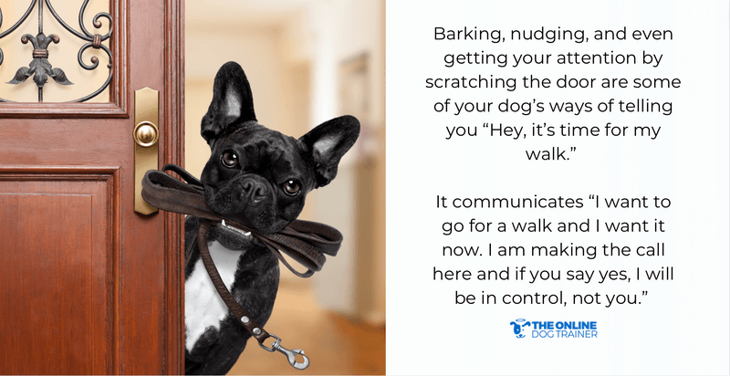 how to walk your dog doggy dan