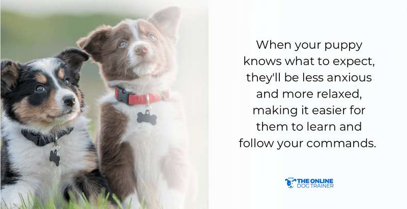 potty training puppies