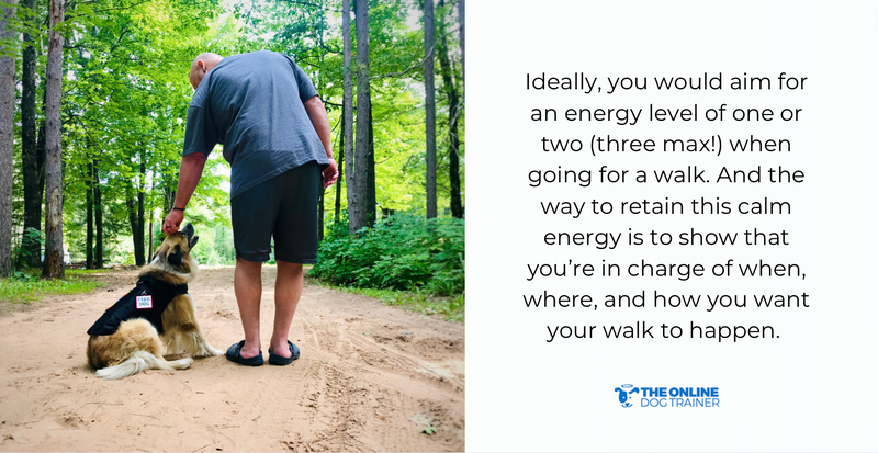 how to walk your dog