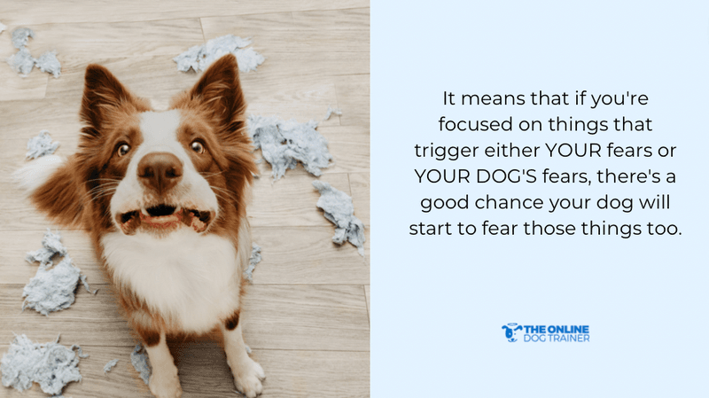 helping fearful dogs