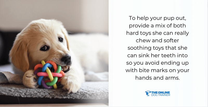 best age to adopt dogs