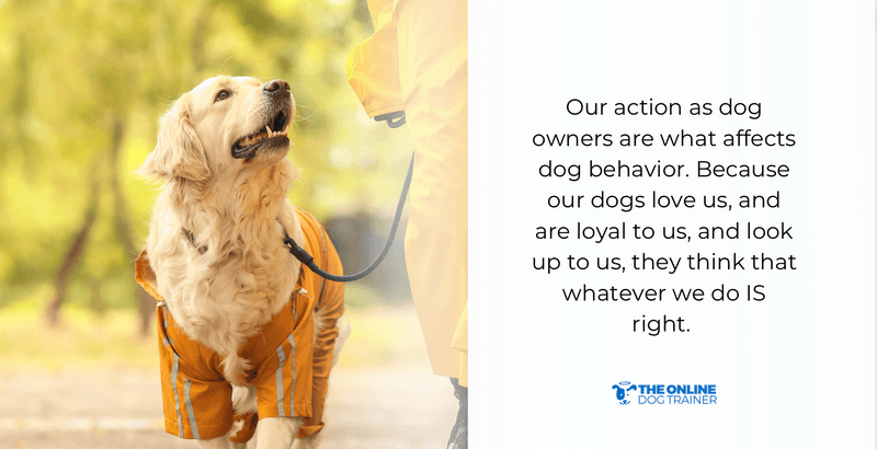 what affects dog behavior