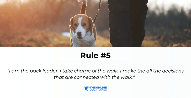 doggy dan five golden rules