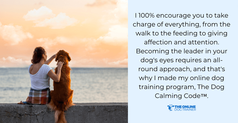 how to stop leash pulling 