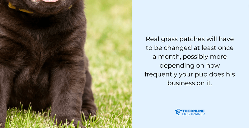 easy cleaning grass patch for dogs