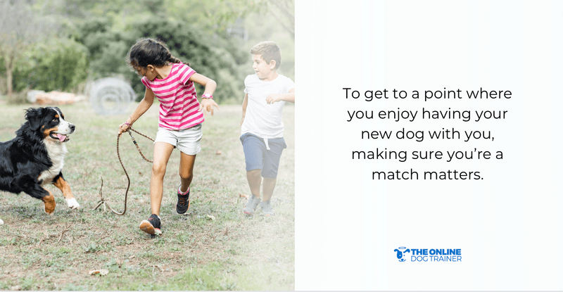 best time to adopt dogs