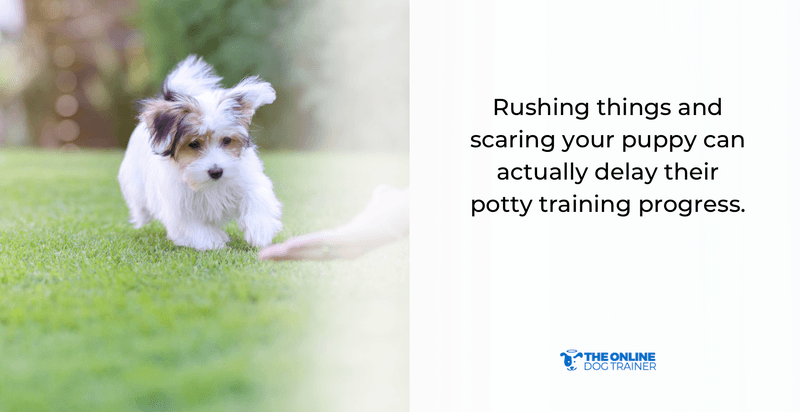 potty training puppies