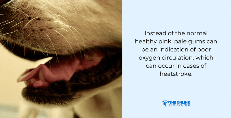 signs of overheating in dogs