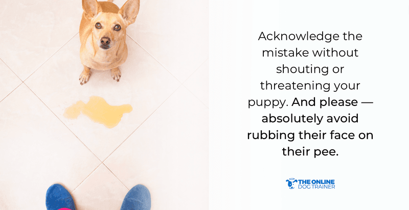 how to potty train puppies