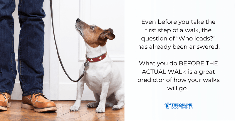 doggy dan how to walk your dog