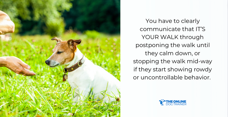 how to walk your dog