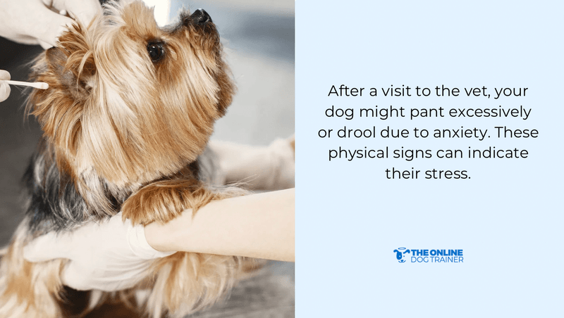 how to help scared dogs