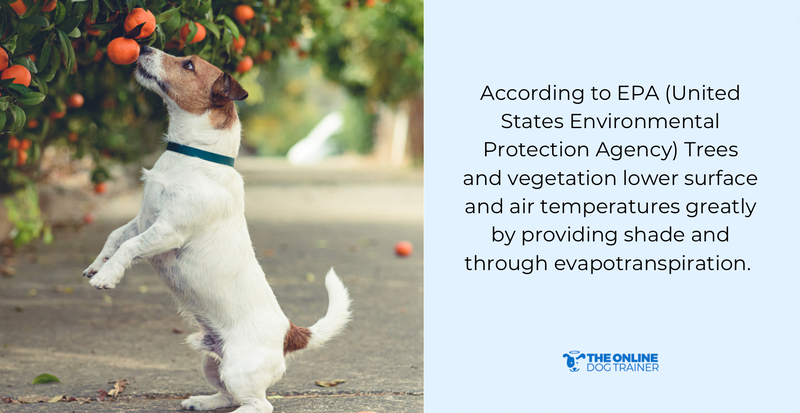 signs of overheated dogs