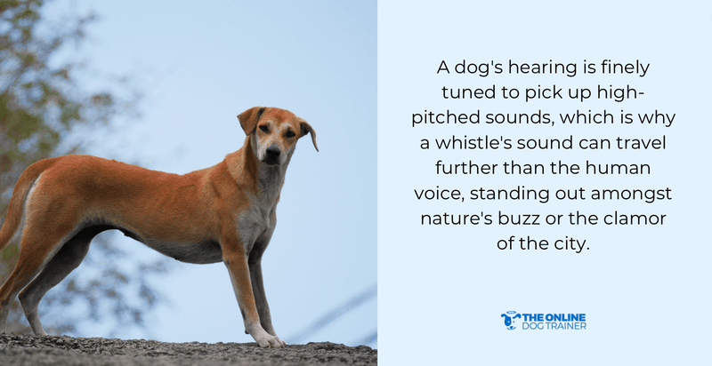 dog recall training whistle