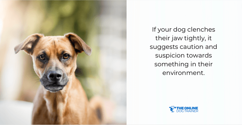 how to bond with dogs