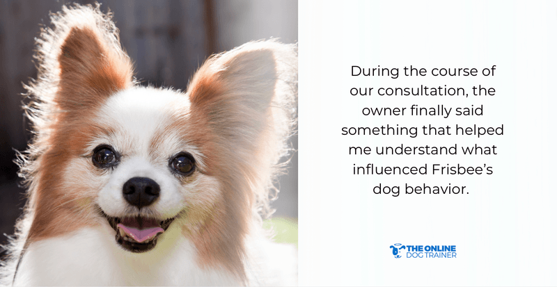 what affects dog behavior