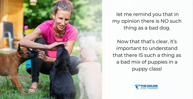 puppy training school