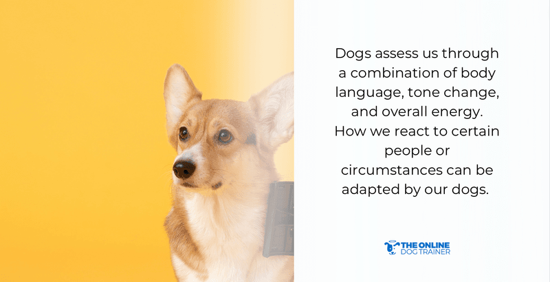 what changes dog behavior
