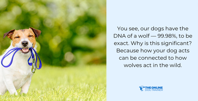 stop leash pulling dogs