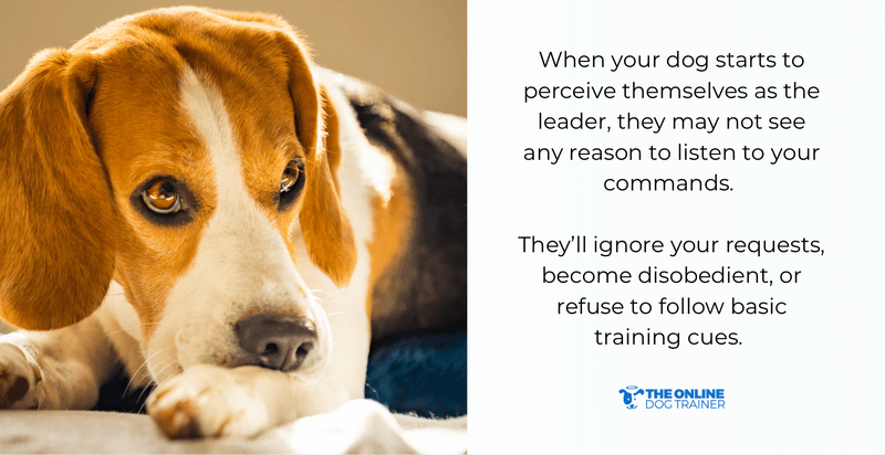 how to teach dog boundaries