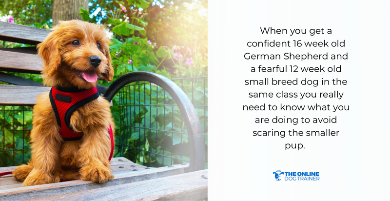 puppy training school