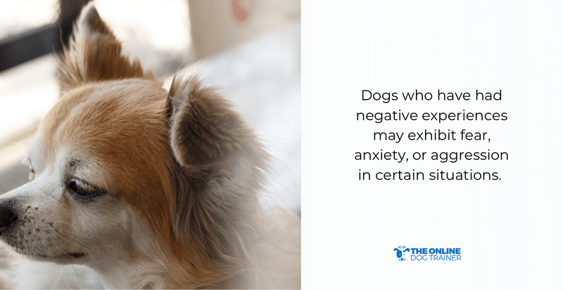what affects dog behavior